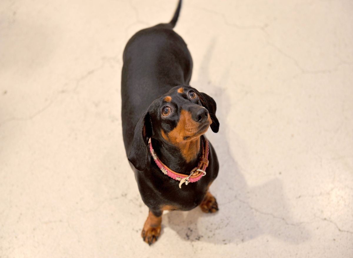 Czarny jamnik. Zdj. ilustrowane