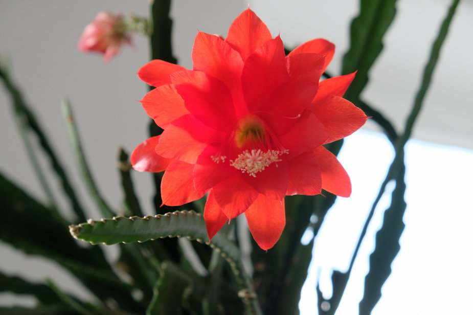 Kwiat epifilum “Ackermanii” (Epiphyllum Ackermanii)