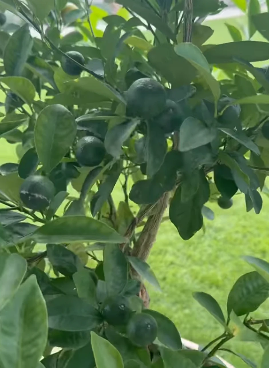 Branka pokazala imanje