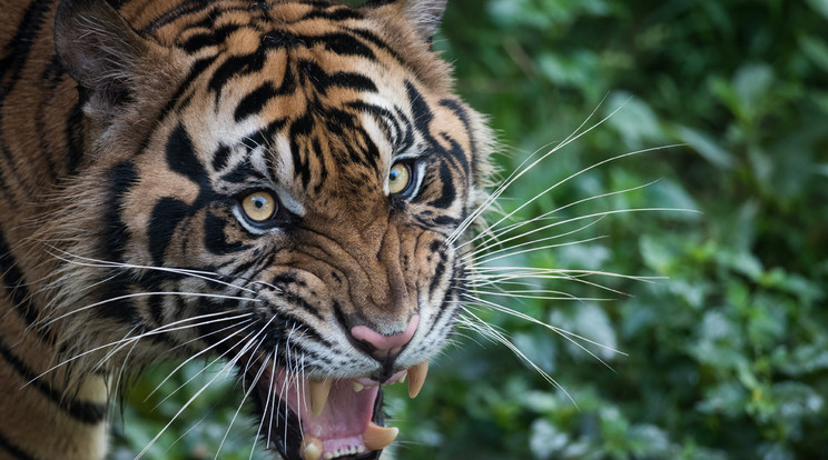 A bengáli tigris álmában támadt rá a halászó férfira, 
akit barátai mentettek meg 
(képünk illusztráció)/Fotó:Shutterstock
