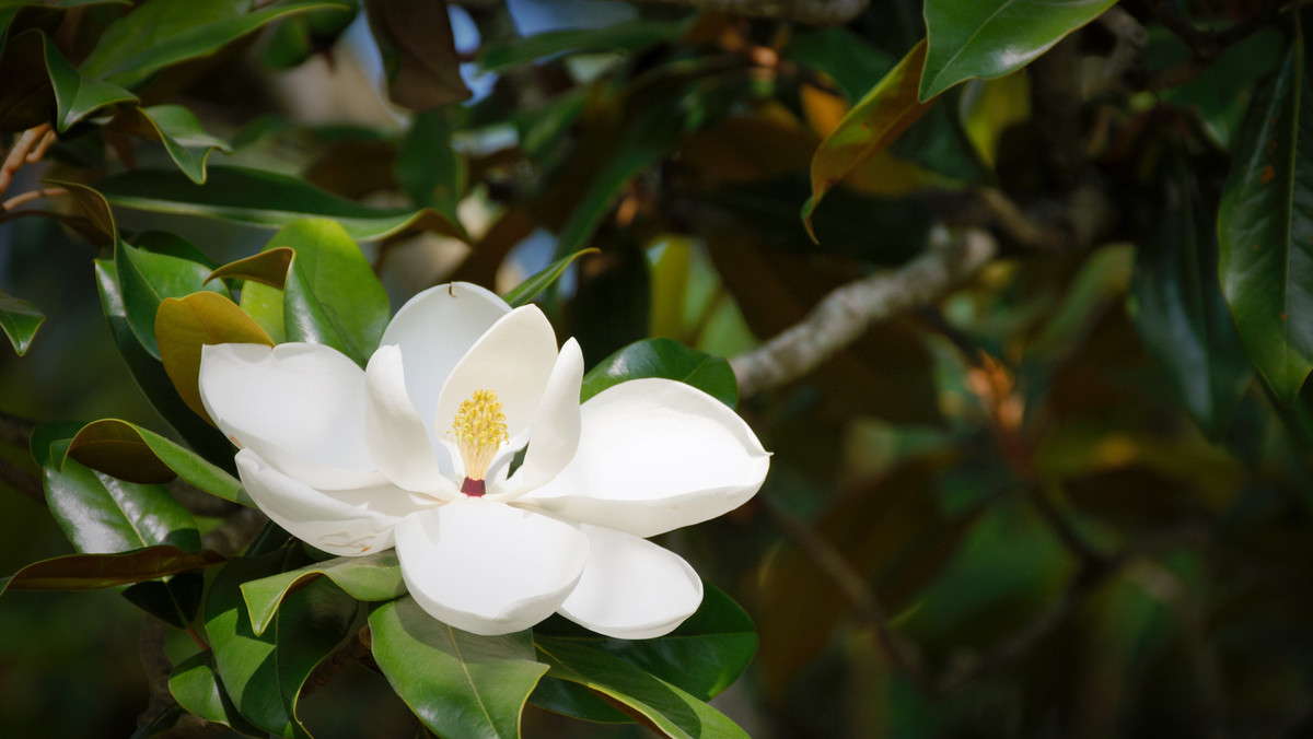 Magnolie zakwitły w Cieszynie (Śląskie). Zdaniem dyrektora Muzeum Śląska Cieszyńskiego Mariana Dembinioka powoli stają się one jednym z symboli miasta. W niedzielę będzie można je podziwiać spacerując z przewodnikiem szlakiem wśród willi zamożnych mieszczan.