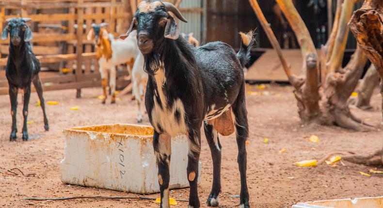 LCI flees village after stolen goats are found in his house 