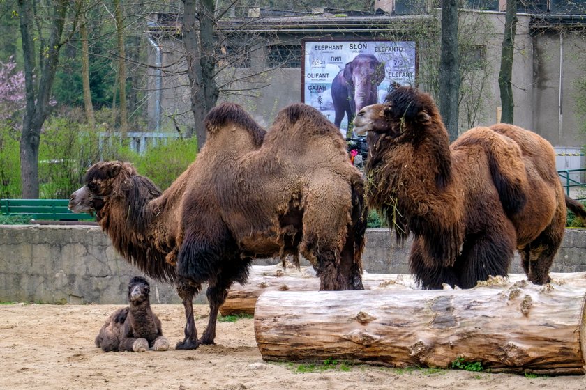 Mały wielbłąd urodził się w zoo