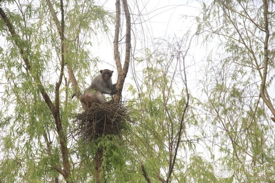 Bez njih bi propala parada