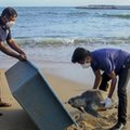 Nieżywe żółwie morskie, delfiny i wieloryby są wyrzucane przez ocean na plaże Sri Lanki. Za śmierć zwierząt odpowiada wyciek z kontenerowca 