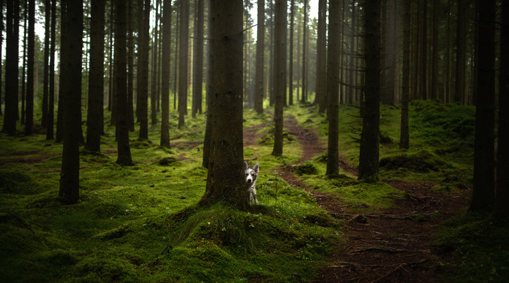 Szigorodott az állatvédelmi törvény / Fotó: Northfoto