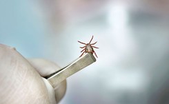 Nowy test do diagnozowania boreliozy. Oparty na zupełnie innym mechanizmie