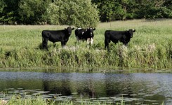 Co dalej z 'wolnymi krowami' z Deszczna? 'Nie wygląda to na plan ocalenia stada, a jego likwidację'