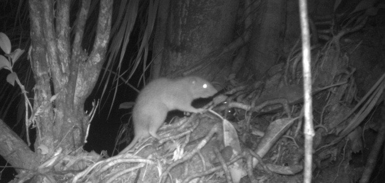 Zdjęcie pułapki z kamerą na szczura olbrzymiego Vangunu (Uromys vika)