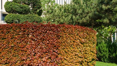 jaki czerwony krzew na żywopłot? buk bije tuje na głowę jak szybko rośnie żywopłot z buka?