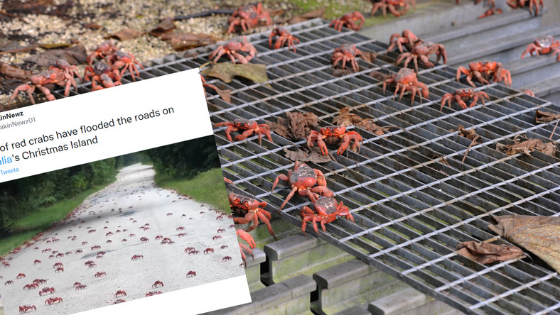 Australia. Czerwone kraby wędrują i blokują drogi. Jest ich ok. 50 mln [WIDEO]