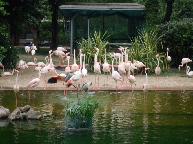 Flamingi w Parku Koulun w Hongkongu