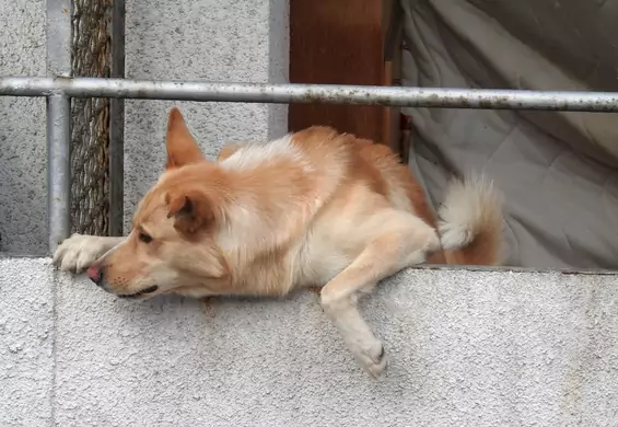 Policja zostawiła ratowanego psa na balkonie. Ekspertka: służby prawdopodobnie nie znały przepisów