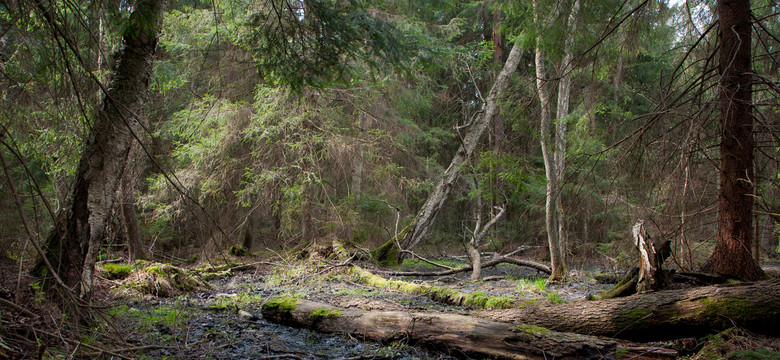 Czasowy zakaz wstępu do lasów nadleśnictwa Białowieża