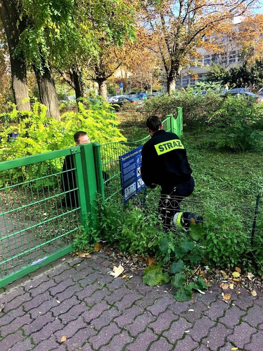 Strażacy uratowali jeża