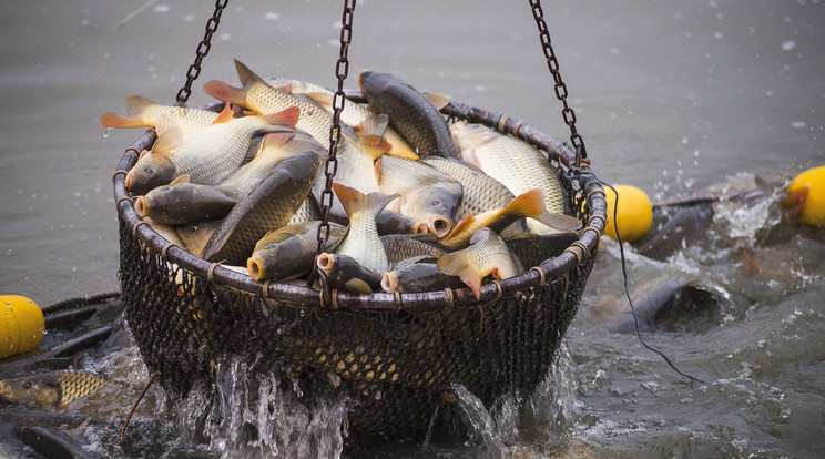 Emelőkosárral fogják ki a halakat a kerítőhálóból a Szabolcsi Halászati Kft. kemecsei telelőtelepén 2015. december 8-án / Fotó: MTI/Balázs Attila
