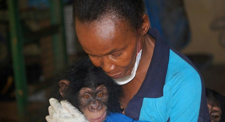 The Tacugama Chimpanzee Sanctuary has welcomed record numbers of orphaned chimps, victims of the relentless expansion of human activities