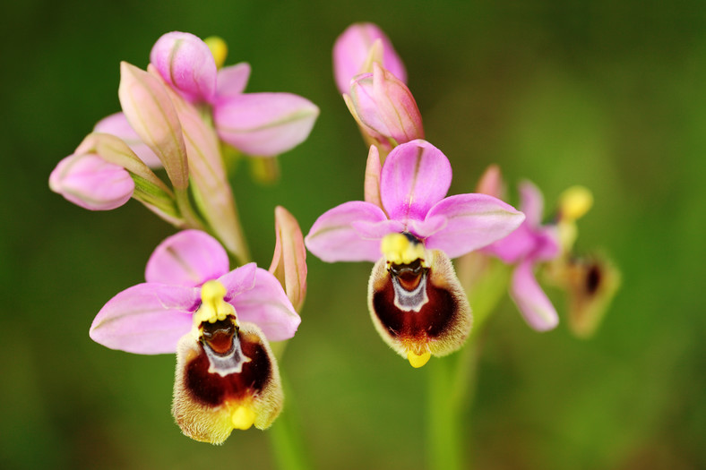 Orchidee pszczele mają nieuczciwy sposób na przedłużenie swojego gatunku