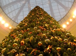 Imigranci ukrywali się w choince i szynce