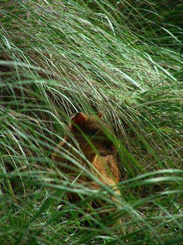 Galeria Argentyna - Delta rzek Parany i Urugwaju, fauna, obrazek 23