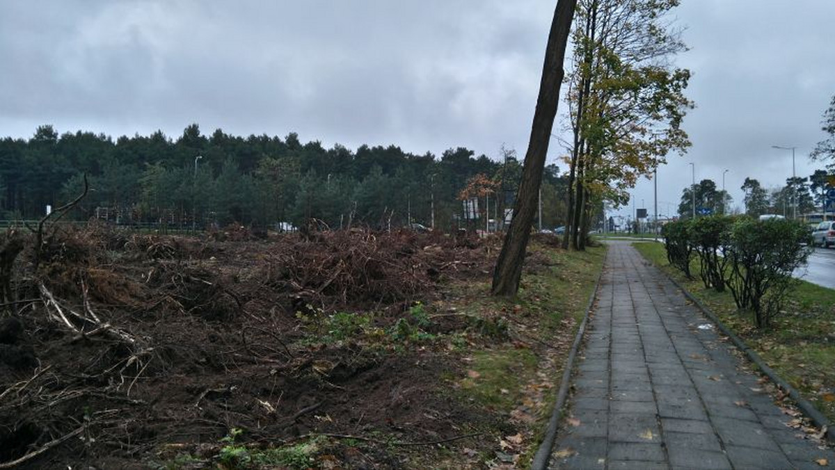 Przy rondzie Rady Europy po prawej stronie Trasy Północnej w Zielonej Górze trwa wycinka drzew. Niejednego nurtuje, co tu powstanie. Fakty ujawnia portal ZielonaNews.pl.