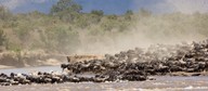 Park Narodowy Serengeti, Tanzania