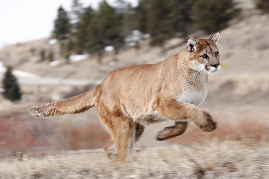 Puma (foto: ilustracija)