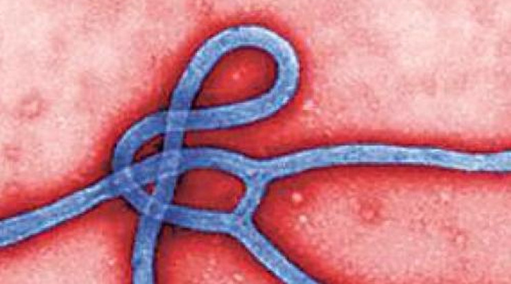 Egyre gyorsabban terjed az ebola