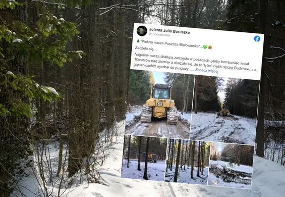 W Puszczy Białowieskiej budują mur wysoki na 5 metrów. "Naszą chałupą zatrzęsło"