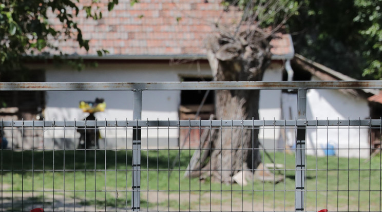 Az embertelen kínzás után az asszonynak nyoma veszett, a tanyán csak az állatai járkálnak /Fotó: Grnák László