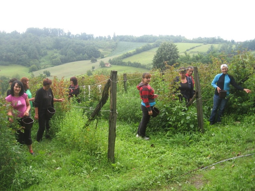 Otrovnice su se namnožile, pa se beračima savetuje da se zaštite