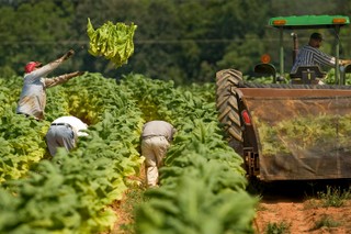 Branża tytoniowa duszona regulacjami. Rząd bez strategii, rolnicy bez alternatywy
