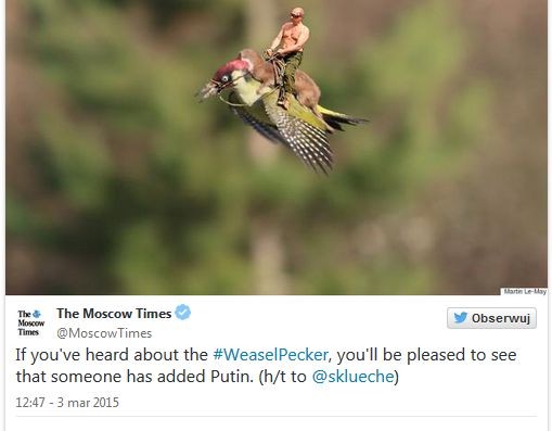 Władimir Putin na dzięciole / mem