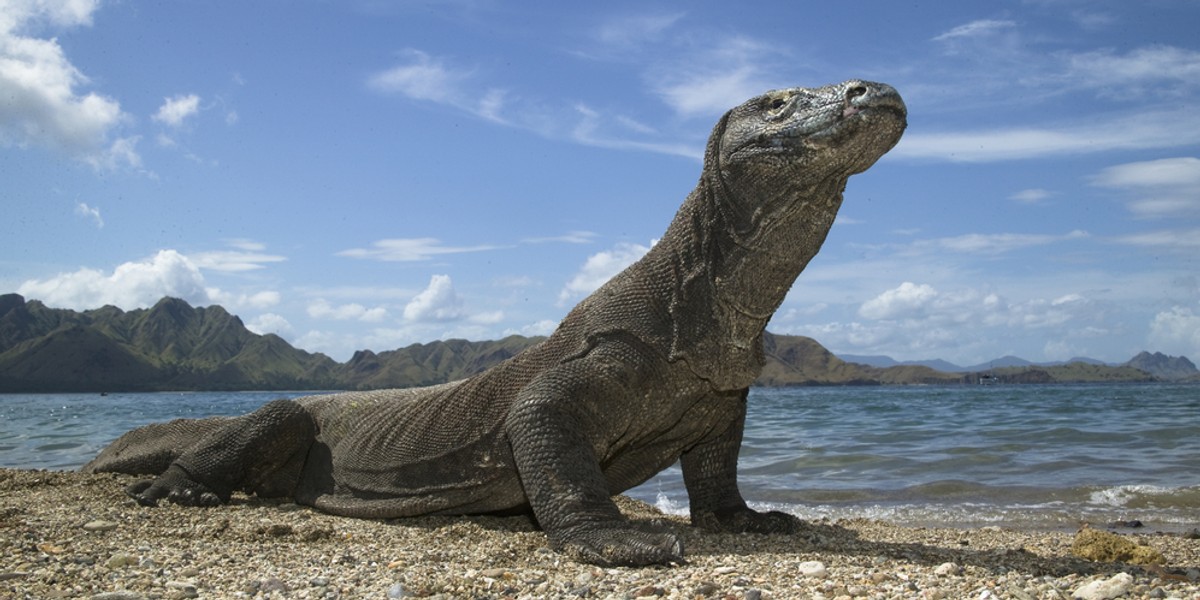 Pomysł zamknięcia wyspy Komodo wrócił kilka dni po zatrzymaniu dziewięciu osób podejrzanych o sprzedaż ponad 40 waranów z Komodo.