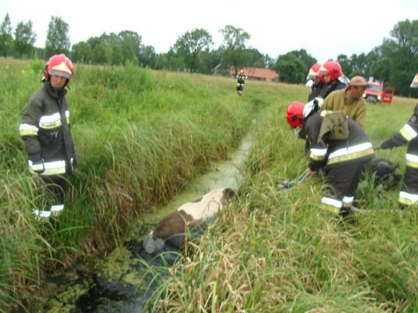 Ta krowa płakała ze strachu