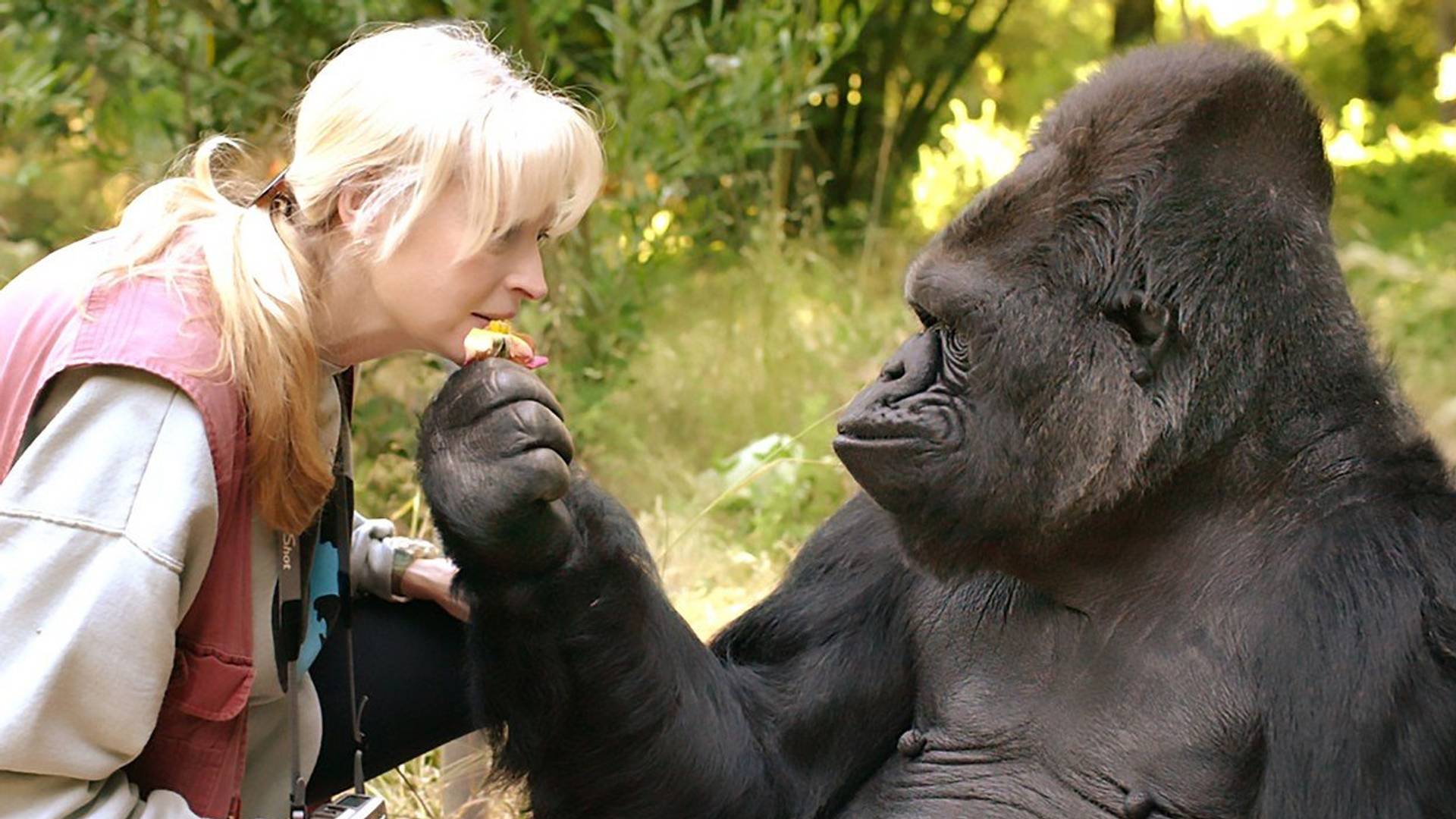 Uginula Koko, gorila koja je znala znakovni jezik