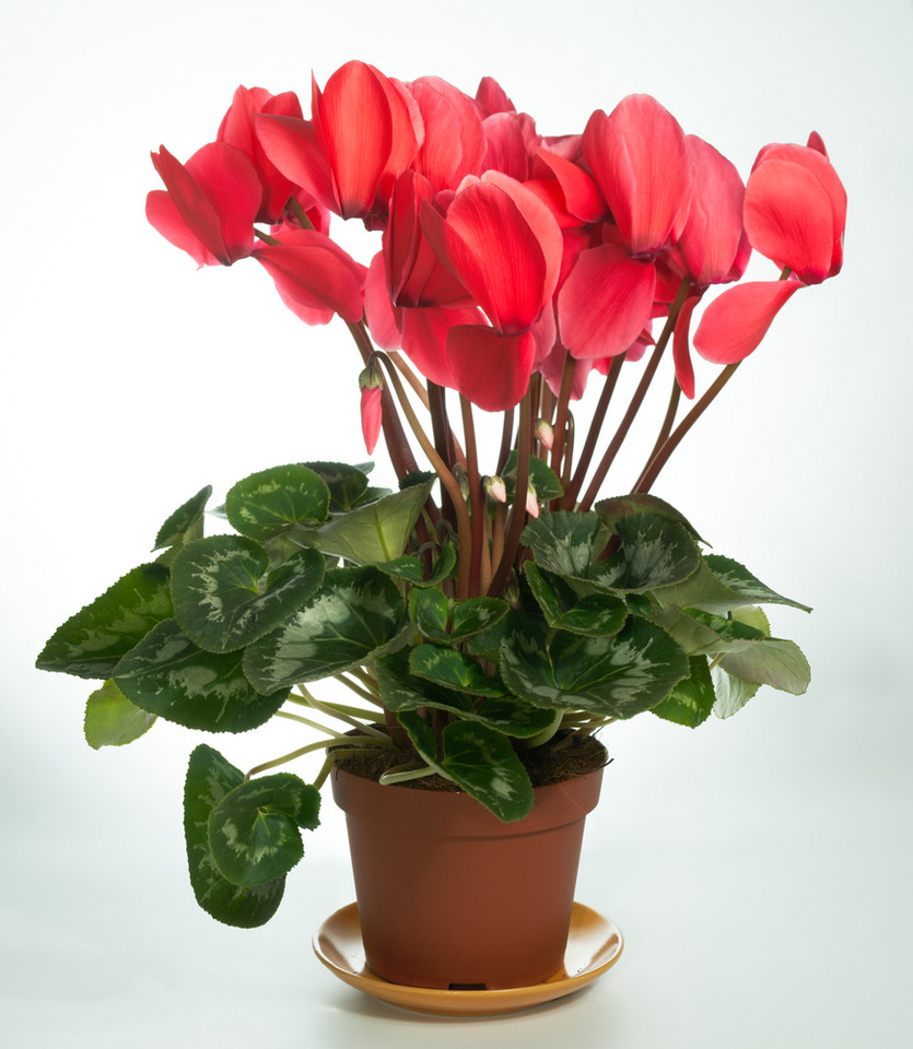 2. Cyklamen perski (Cyclamen persicum) 