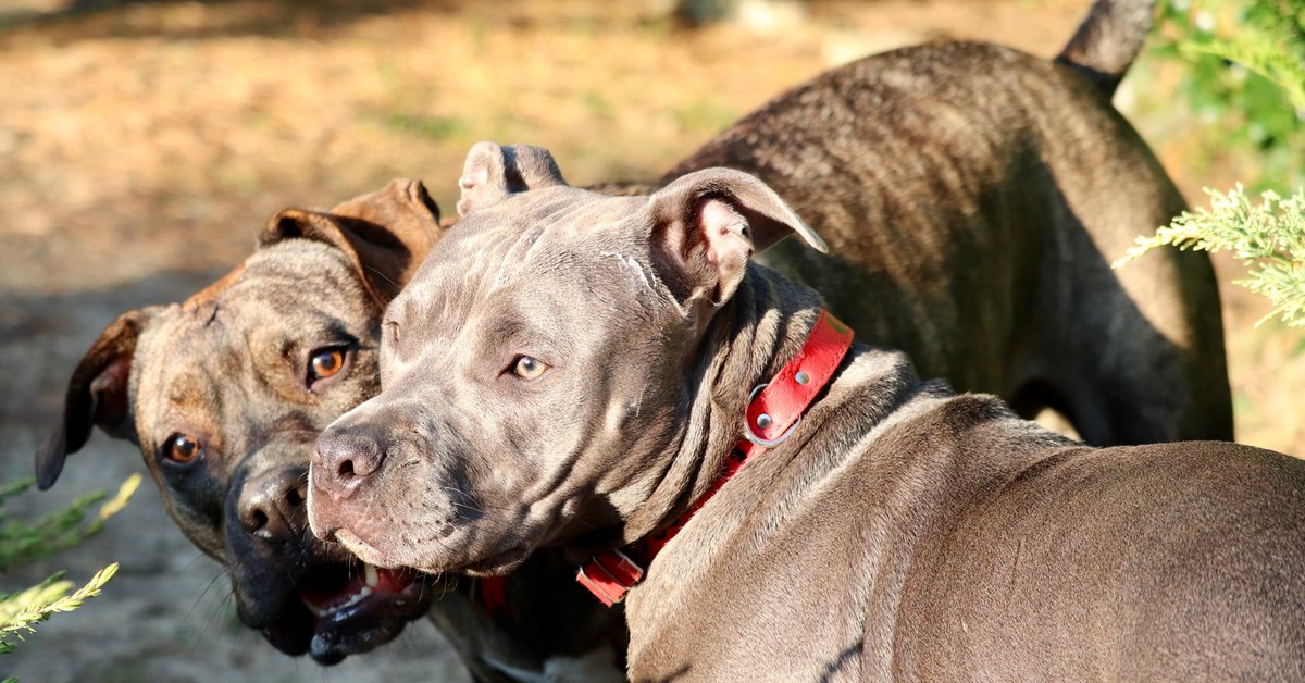 Został pogryziony przez amstaffy pod Wawelem. Ma poważne obrażenia jąder i penisa