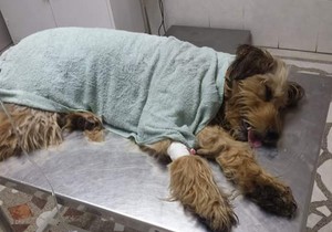 Otrovani psi umiru u najgorim mukama