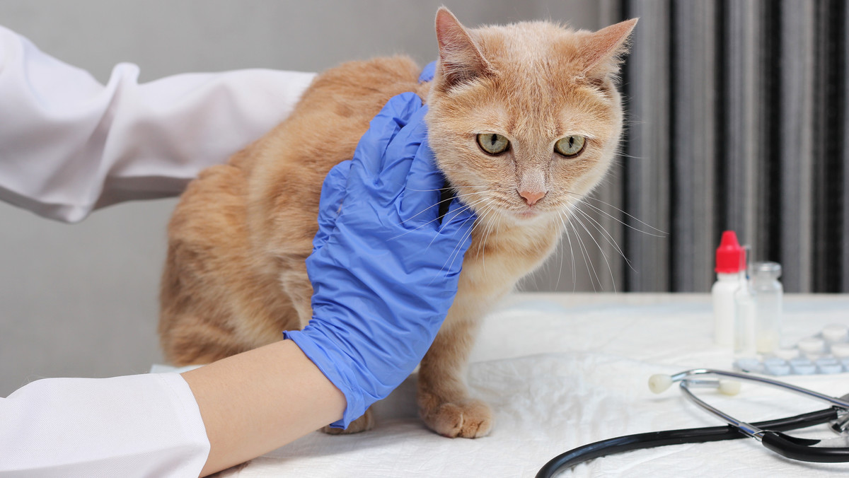 Ptasia grypa u kotów. Lekarze: Pseudo epidemia. Nastraszyli ludzi 