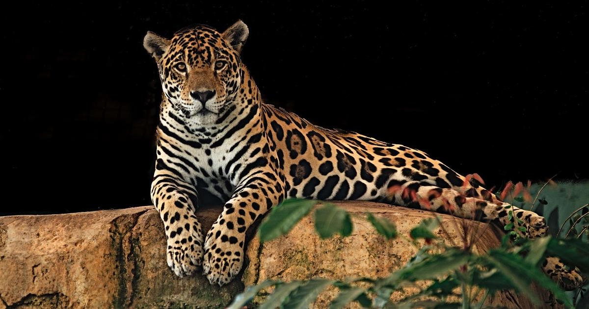 International Jaguar Day 2023: All you need to know - Vimarsana News