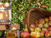 Rosjanie lubią polskie jabłka, więc nie wprowadzą embarga