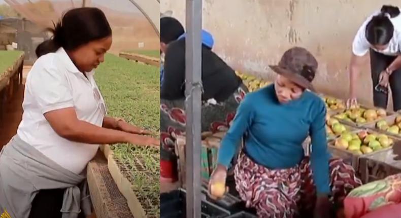 Professional cardiology nurse quits job to become a big-time farmer with more than 70 employees (video)