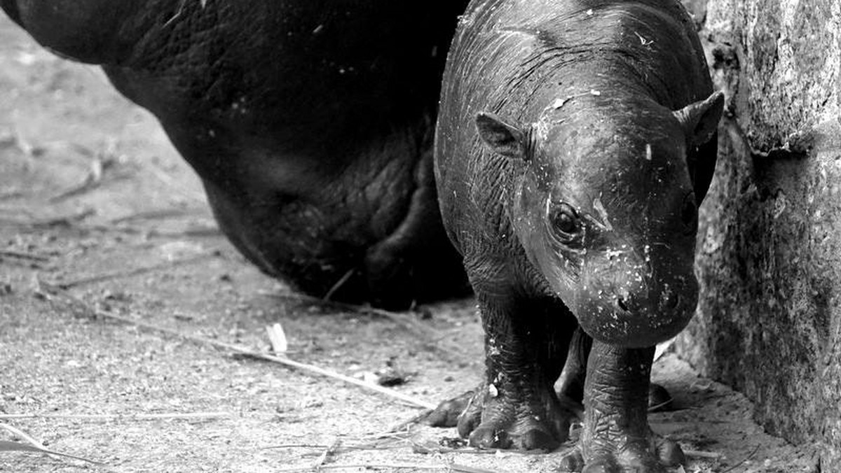 Nie żyje mały hipopotam karłowaty Eusebio, który trzy tygodnie temu przyszedł na świat we wrocławskim ogrodzie zoologicznym. Smutną wiadomość przekazali dziś pracownicy zoo.