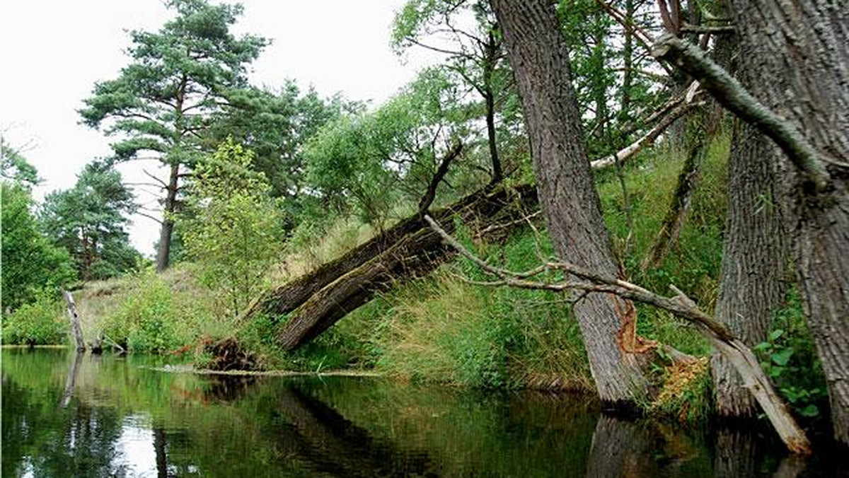 Galeria Polska - Bory Tucholskie, obrazek 1