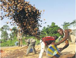 Ward zrobi świetny interes, zbiory ziaren kakao na Wybrzeżu Kości Słoniowej będą niewielkie. To wystarczy, by zarobić na spekulacji Fot. REUTERS/FORUM