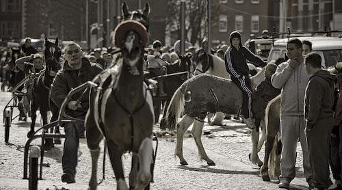 Galeria Irlandia - Dublin - Koński targ na Smithfield Market, obrazek 7