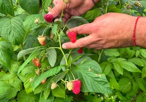  Maline