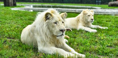 Lwica urodziła młode, a inne lwy je zagryzły. Jest oświadczenie zoo