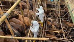 Epidemia pryszczycy wywołana sztucznie? Węgierski rząd podejrzewa atak epidemiologiczny